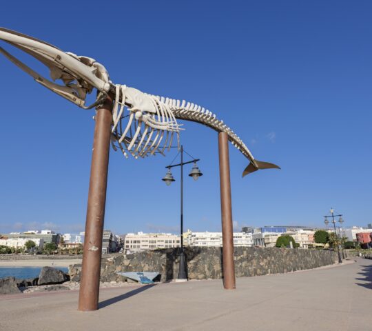 Skeleton of Tropical Minke Whale