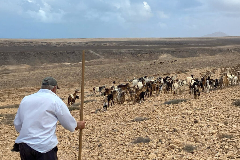Las apañadas en Puerto del Rosario, un patrimonio vivo